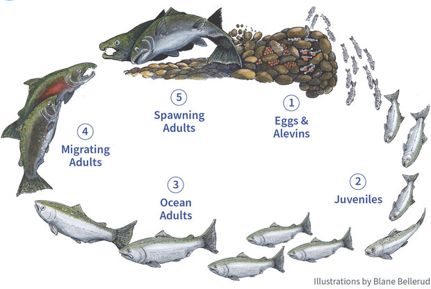 Lebenszyklus des Lachses