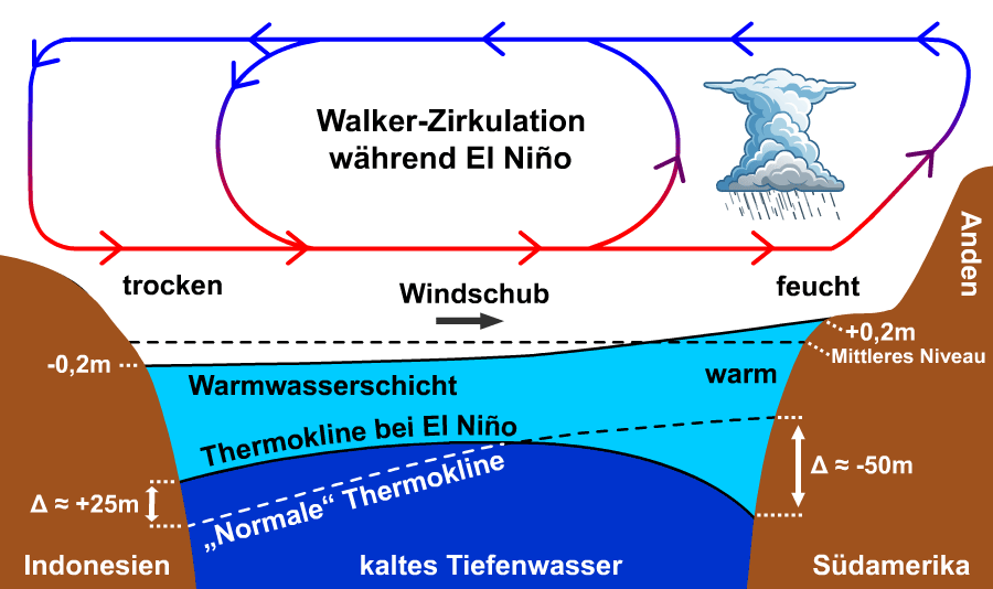 Walker-Zirkulation während eines El Niño-Ereignisses