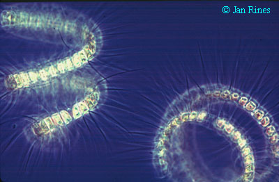 Chaetoceros debilis Cleve, subgenus Hyalochaete