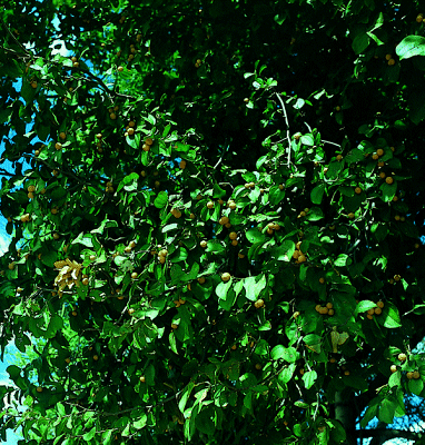 Der immergr�ne Juazeiro (Zizyphus juazeiro) gilt als Charakterbaum des Caatinga-Trockenwaldes (s�dwestlich Garanhuns/Brasilien)