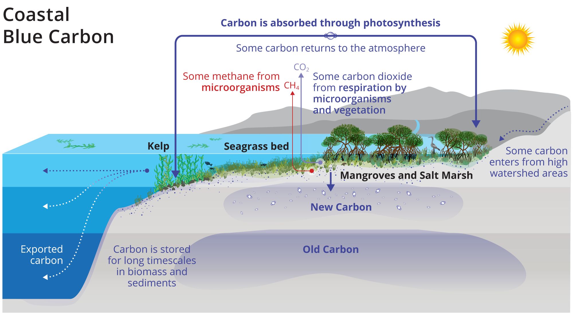 Blauer Kohlenstoff an Küsten