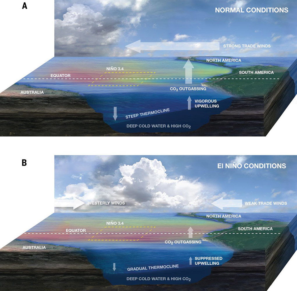 Schematische Darstellung der Unterschiede zwischen normalen und El Niño-Bedingungen und der damit verbundenen Kohlenstoffreaktion über dem tropischen Pazifik