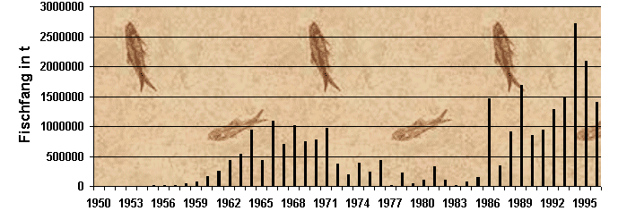 Fangzahlen des peruanischen Anchovis