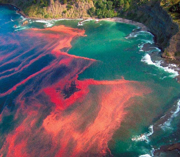 Red Tide, NZ