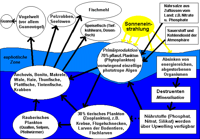 Nahrungskette im Bereich des Humboldtstromes