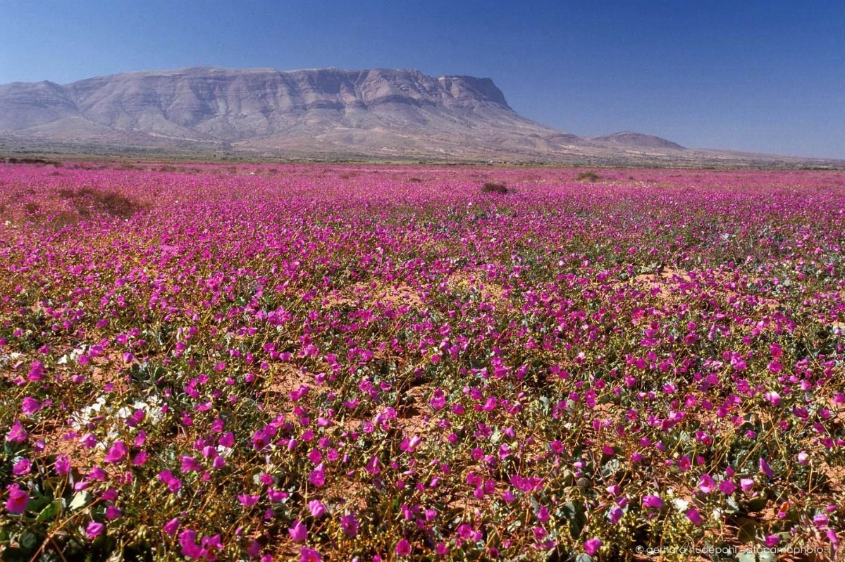Atacama 1997