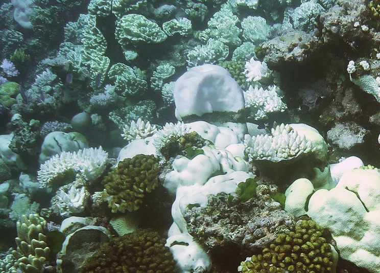 Korallenbleichen (Great Barrier Reef)