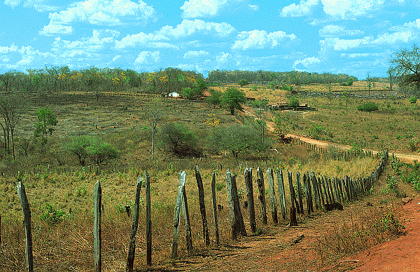 Weidelandschaft in der Caatinga
