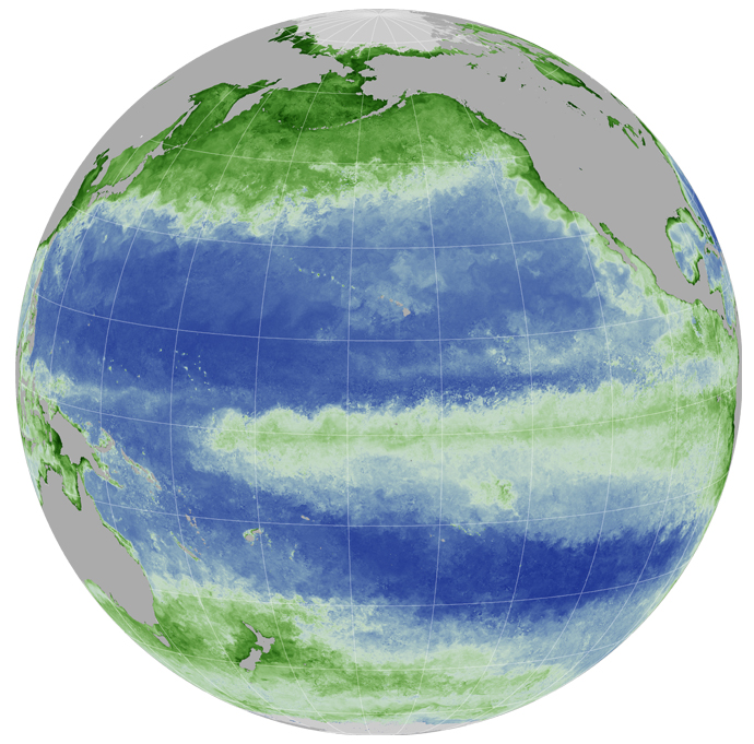 El Niño Disrupts the Marine Food Web - October 2014