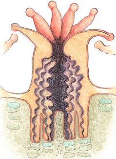 coral_anatomy_sm