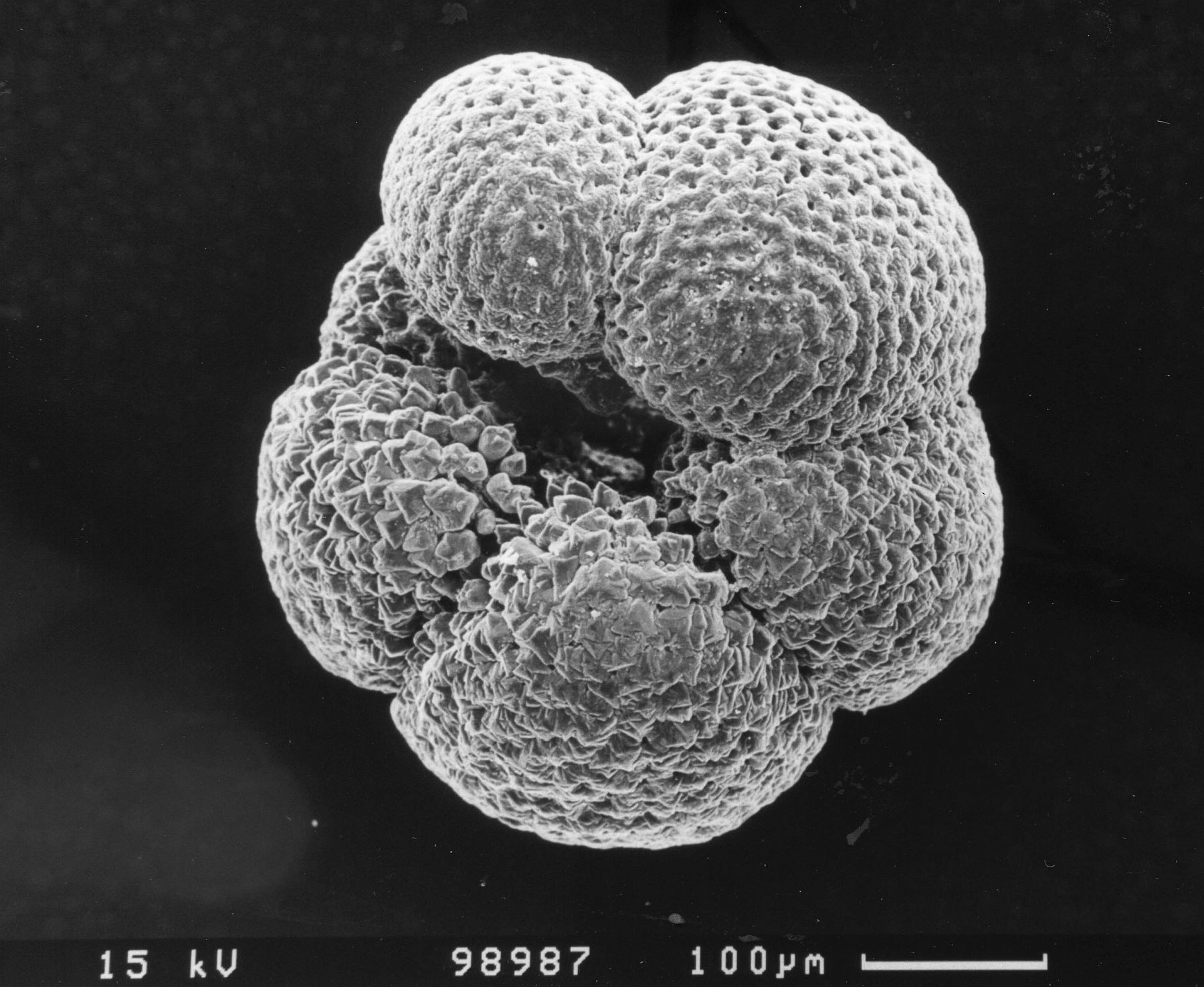 Planktisch lebender Einzeller (Foraminifere) aus den ozeanischen Schlammablagerungen