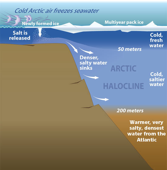 arktische Halokline