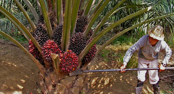 Ernte der Palmöl-Fruchtstände (Malaysia)