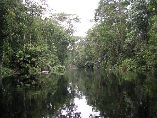 peatswamp_forest
