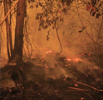 Brandrodung in Indonesien zur Anlage von Palmölplantagen